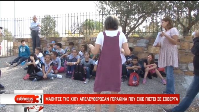 Μαθητές της Χίου απελευθέρωσαν γερακίνα που είχε πιαστεί σε ξόβεργα